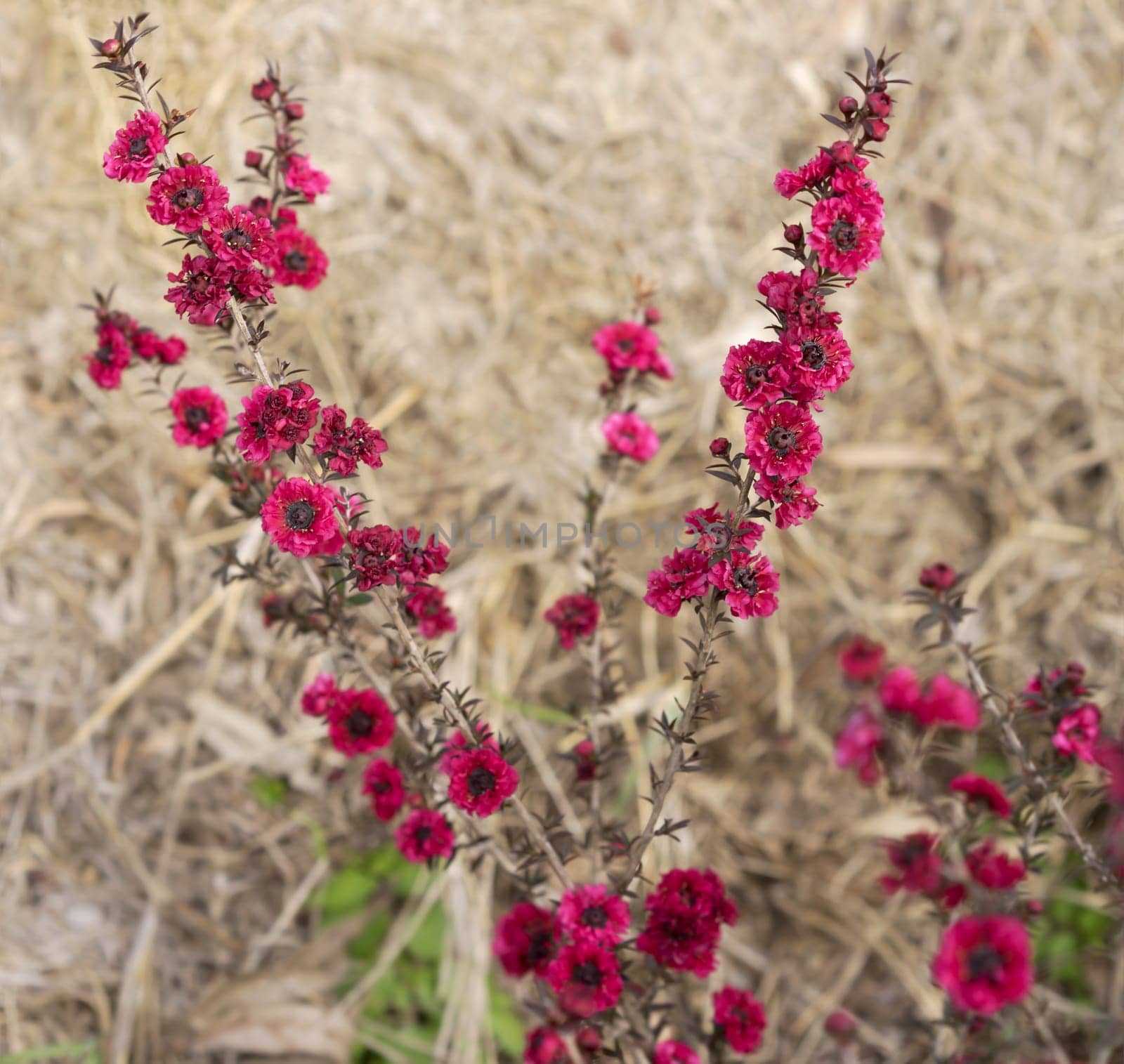 Leptospermum scoparium Burgundy Queen, pink red small Australian native flowers flowering in in winter and spring