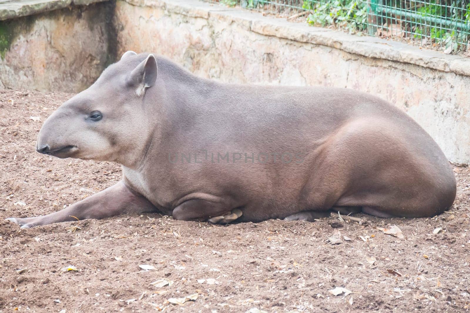 Brazillian tapir resting lying on the ground, Tapirus terrestris