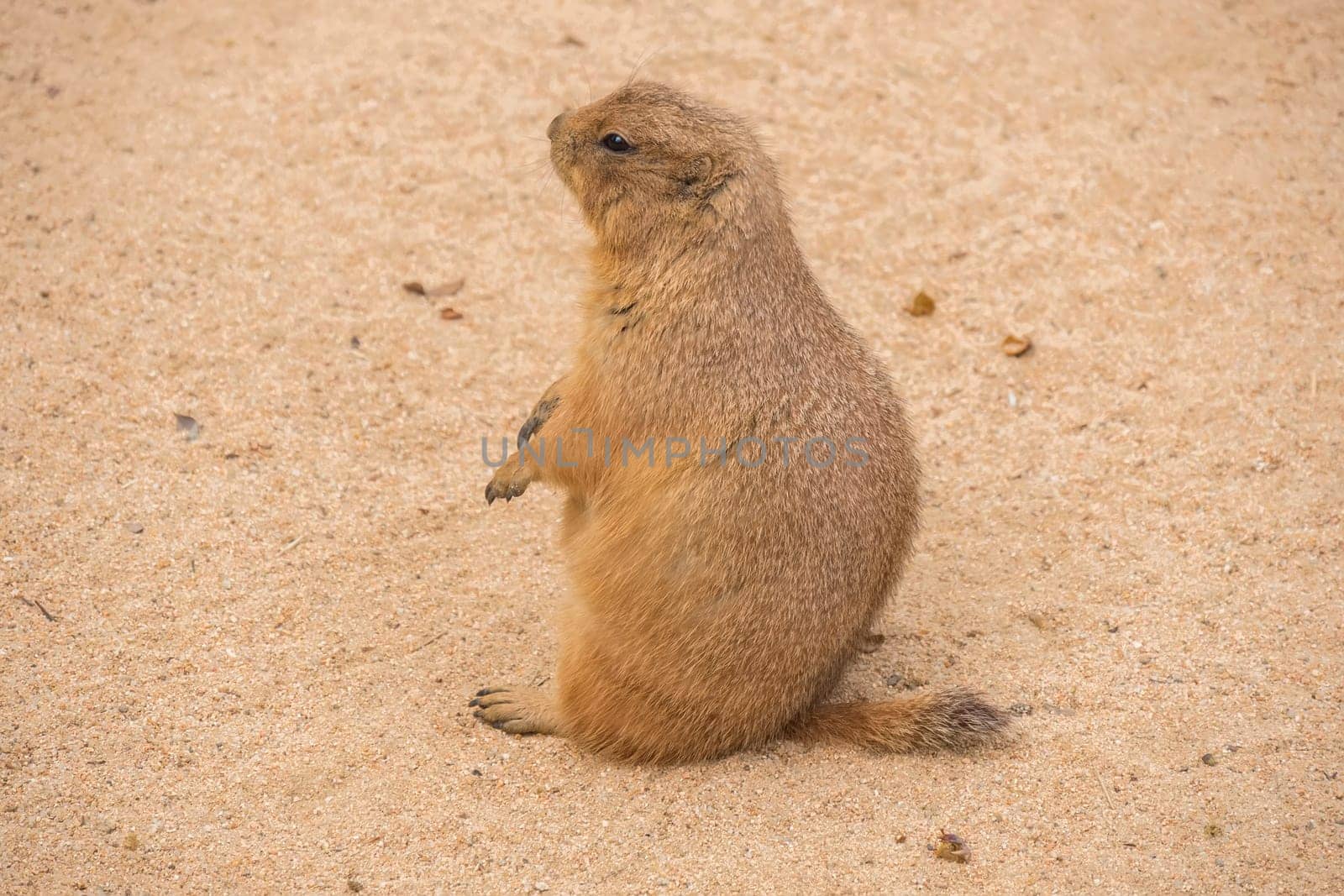 Black-Tailed prairie dog sitting on the sand, Cynomys ludovicianus