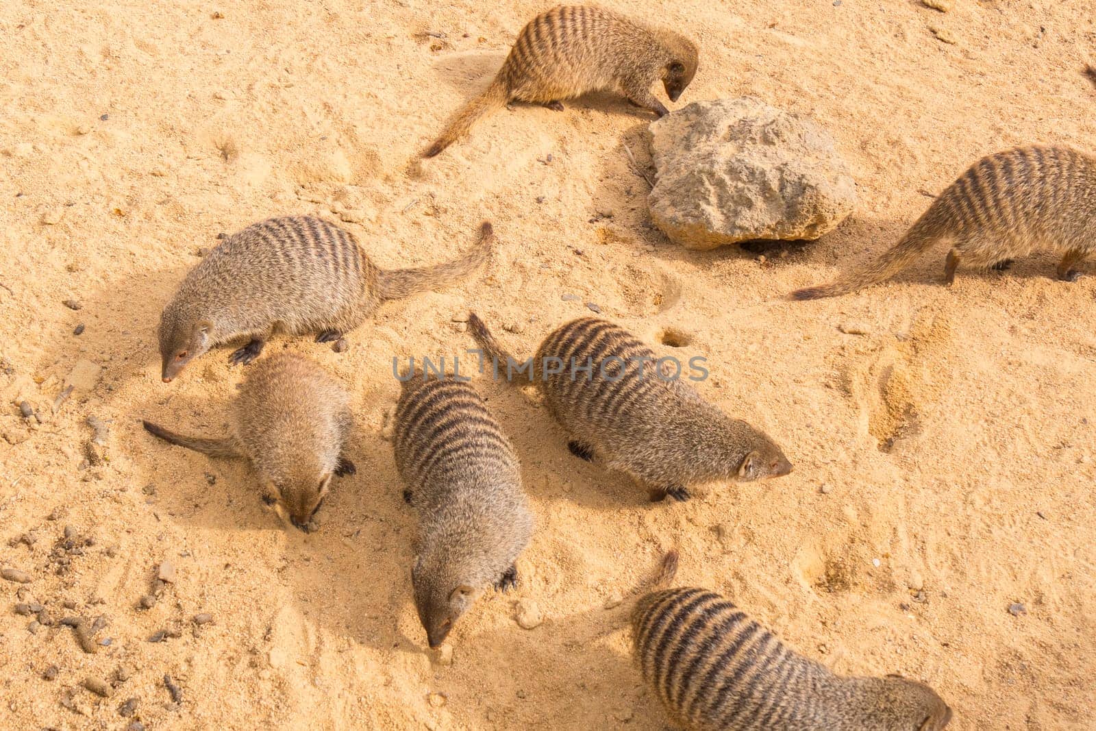 Banded mongoose family, Mungos mungo