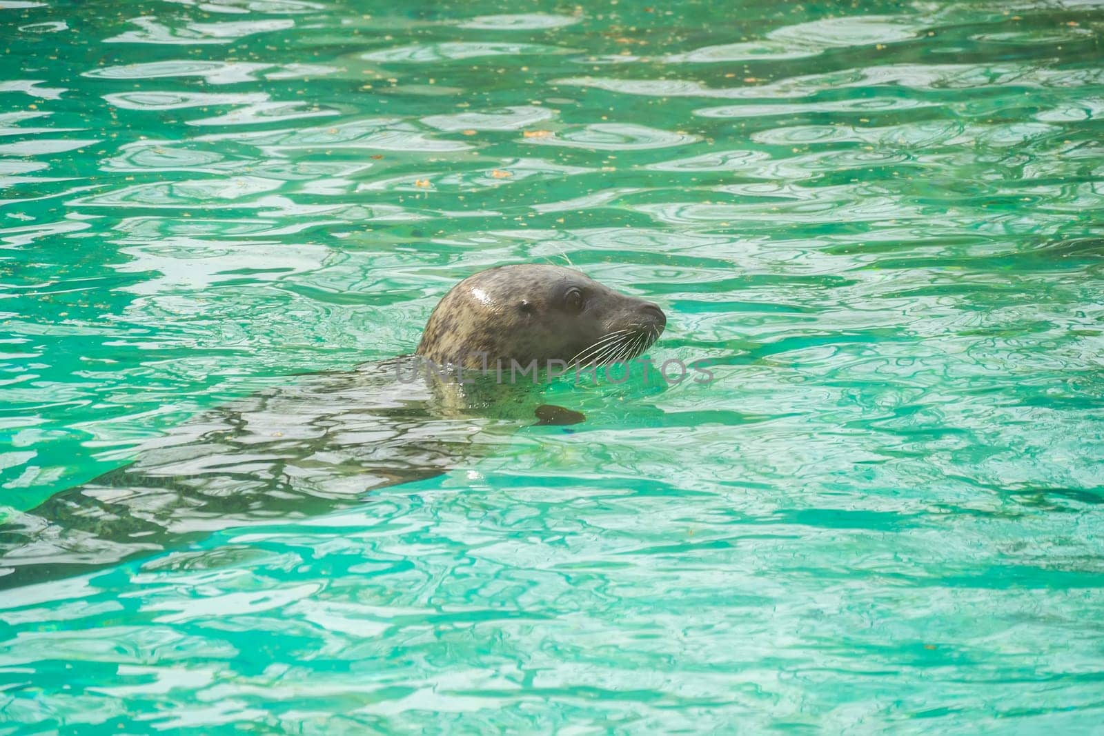 Seal in water with head protruding