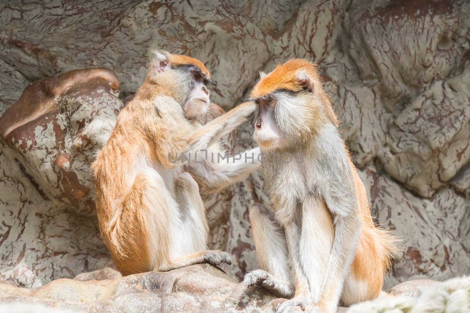 Two patas monkey, One grooming the other