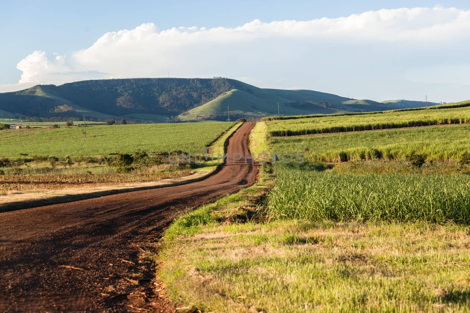 Farming road landscape hills valleys sugarcane crops