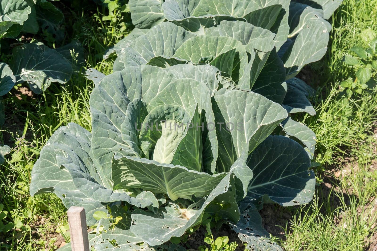 Cabbage in the orchard