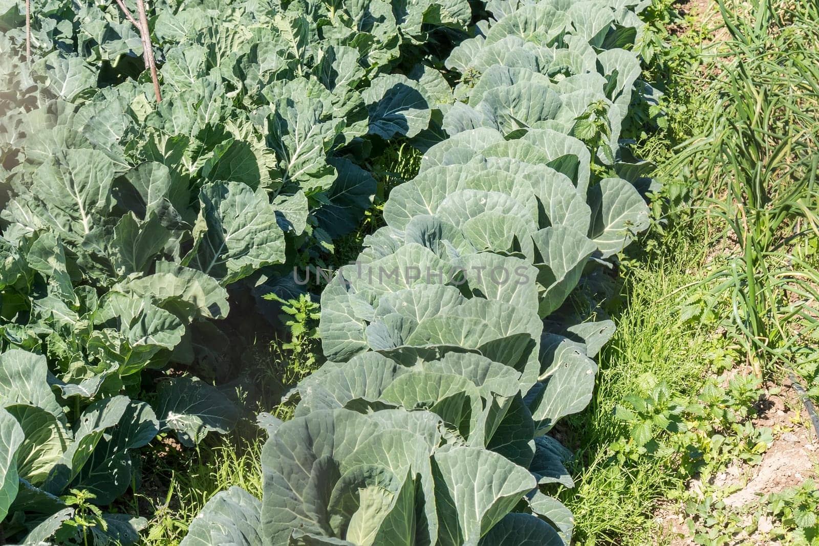 Cabbage in the orchard