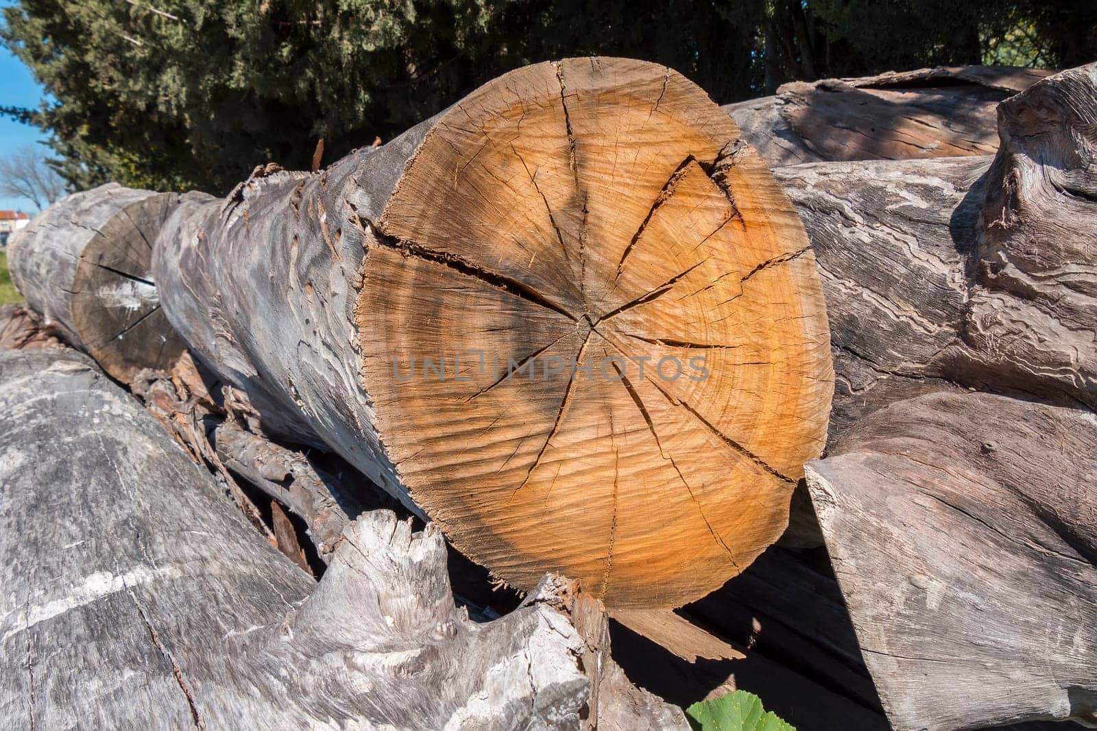 Cut logs in forest