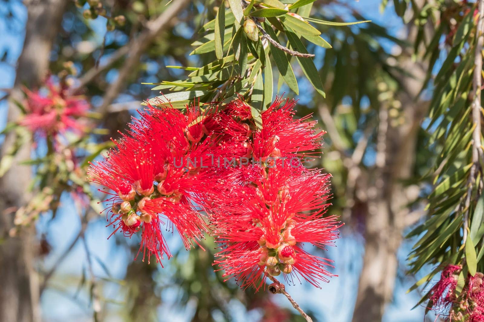 Callistemon citrinus, Melaleuca citrina, lemon bottlebrush, crimson, escobillon rojo o arbol del cepillo