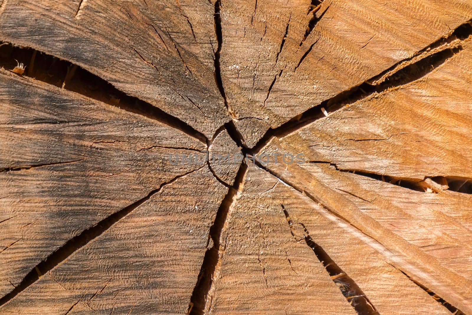 Wood texture of cutted tree trunk, closeup