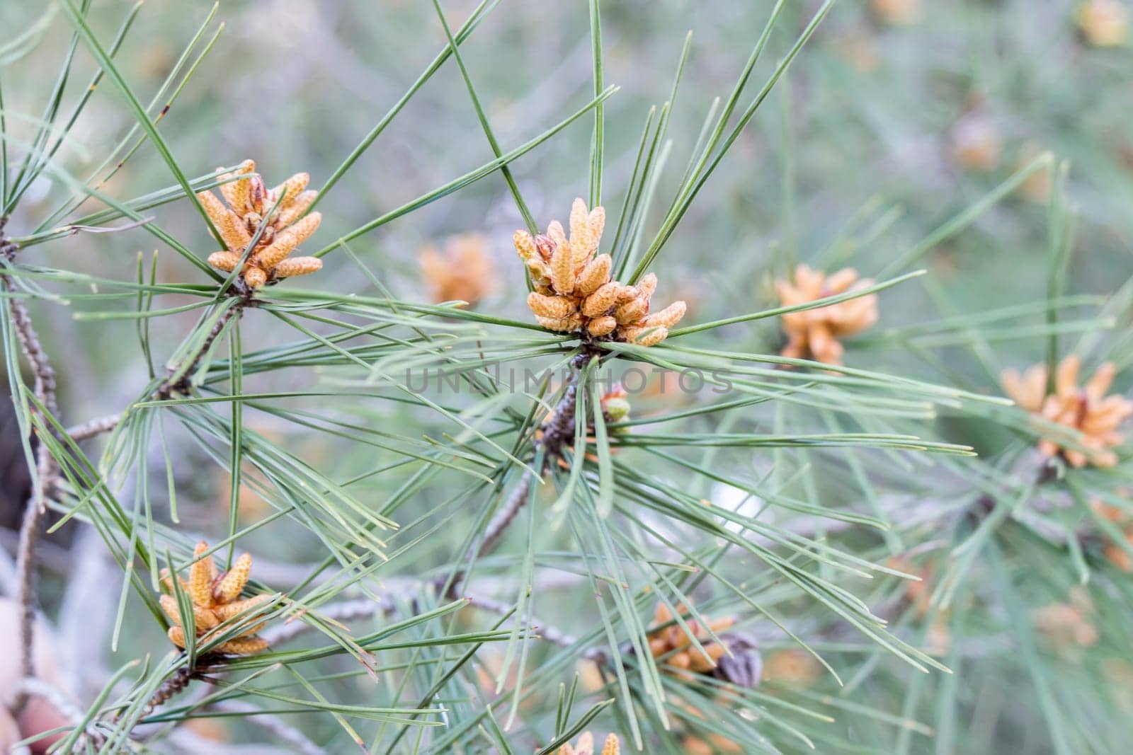 Pine leaves