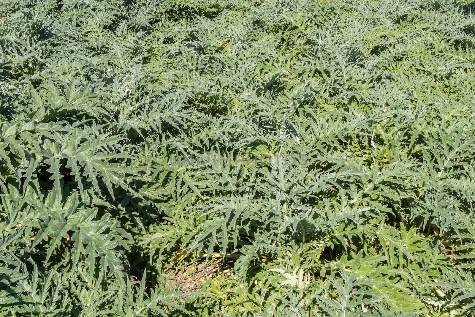 Artichoke plants in the orchard
