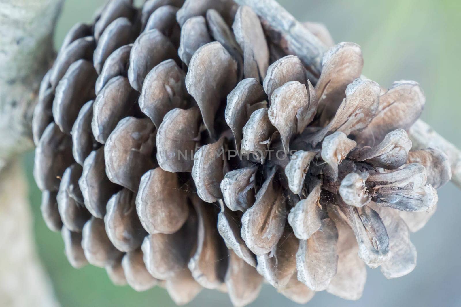 Dry and open pinecone in the tree