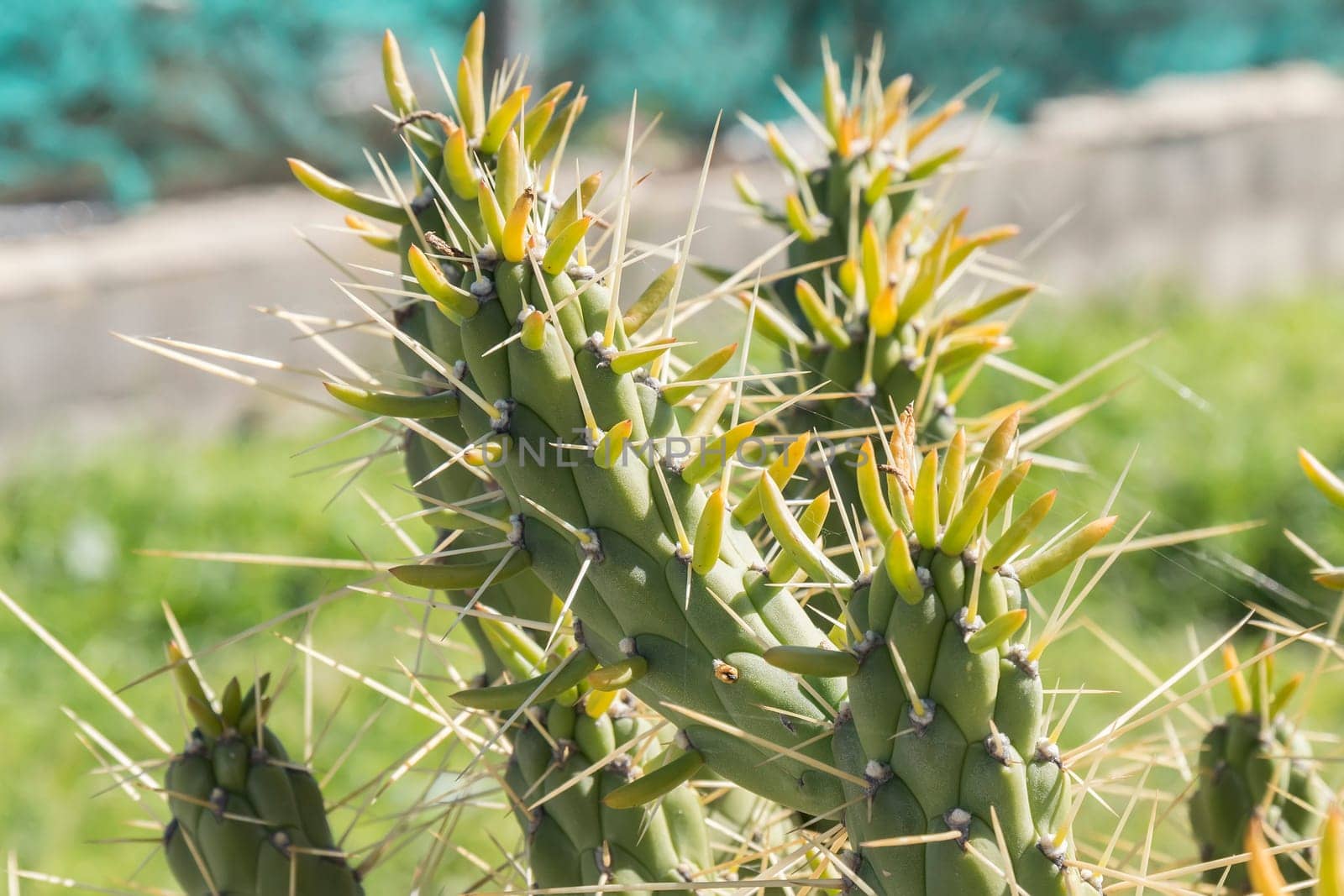 Cactus with large thorns