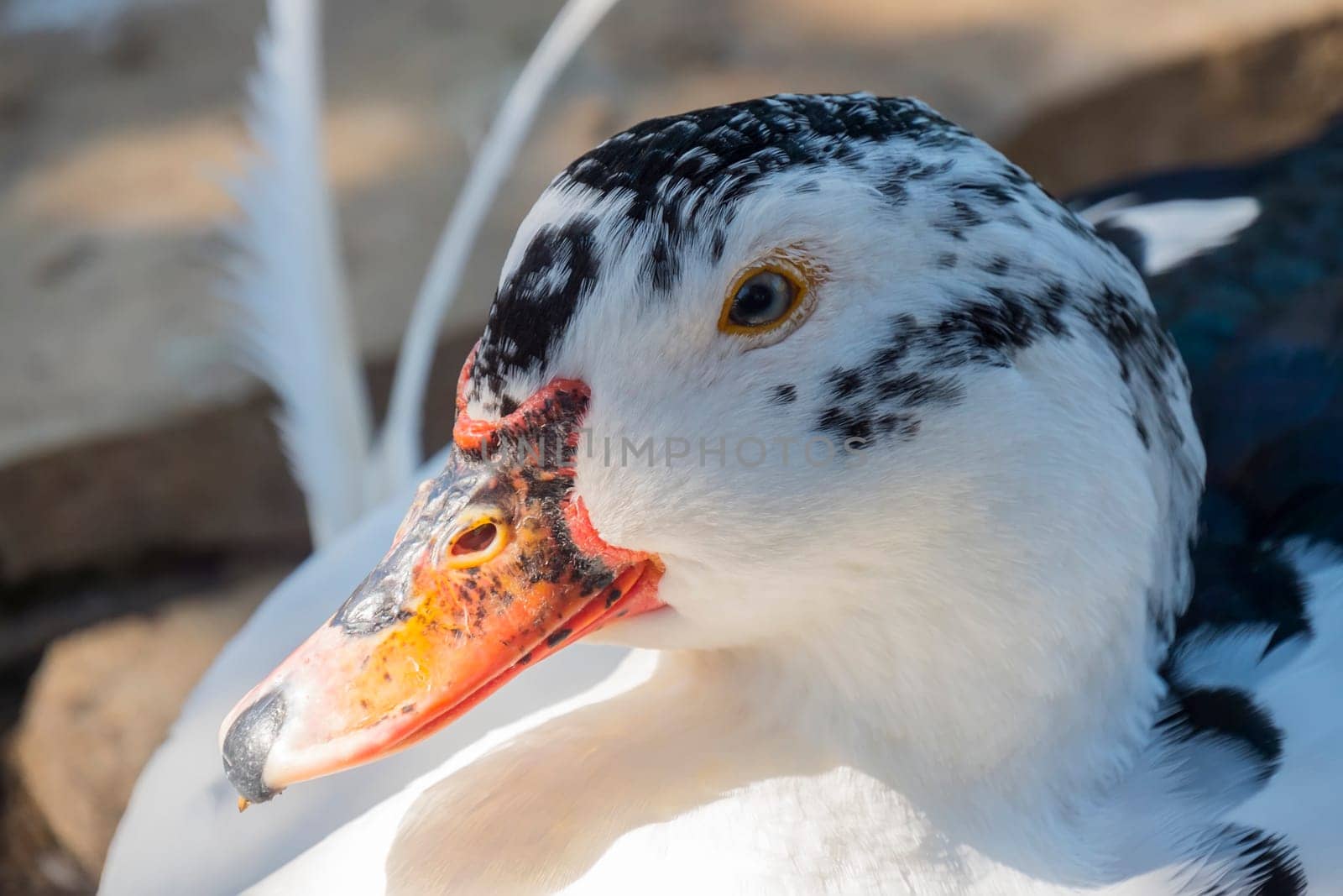 Wild white duck in the middle of nature