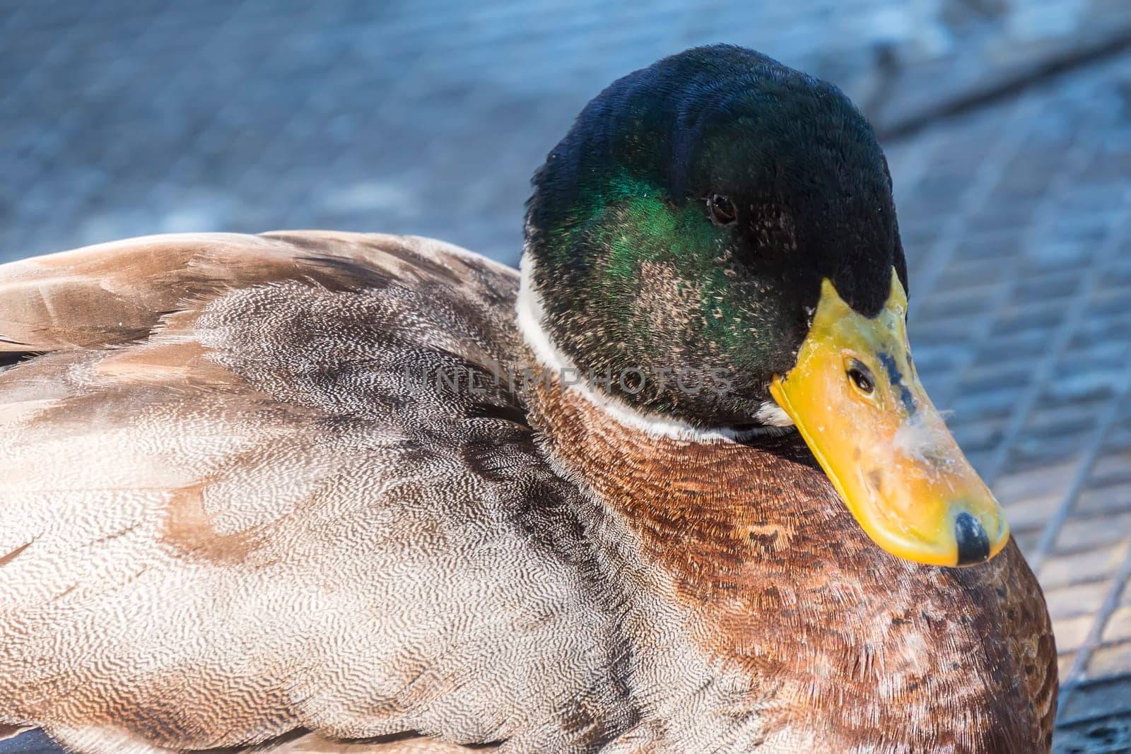 Mallard, Wilkd duck,in a park. Anade Real o azulón.