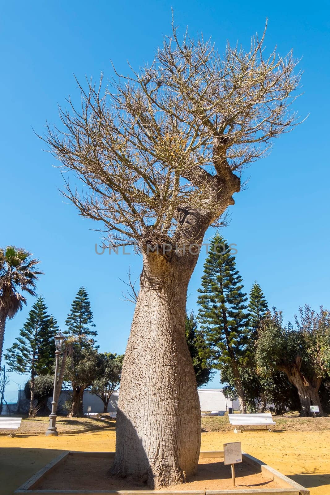 Chorisia Speciosa tree, Genoves Park, Cadiz, Andalusia, Spain