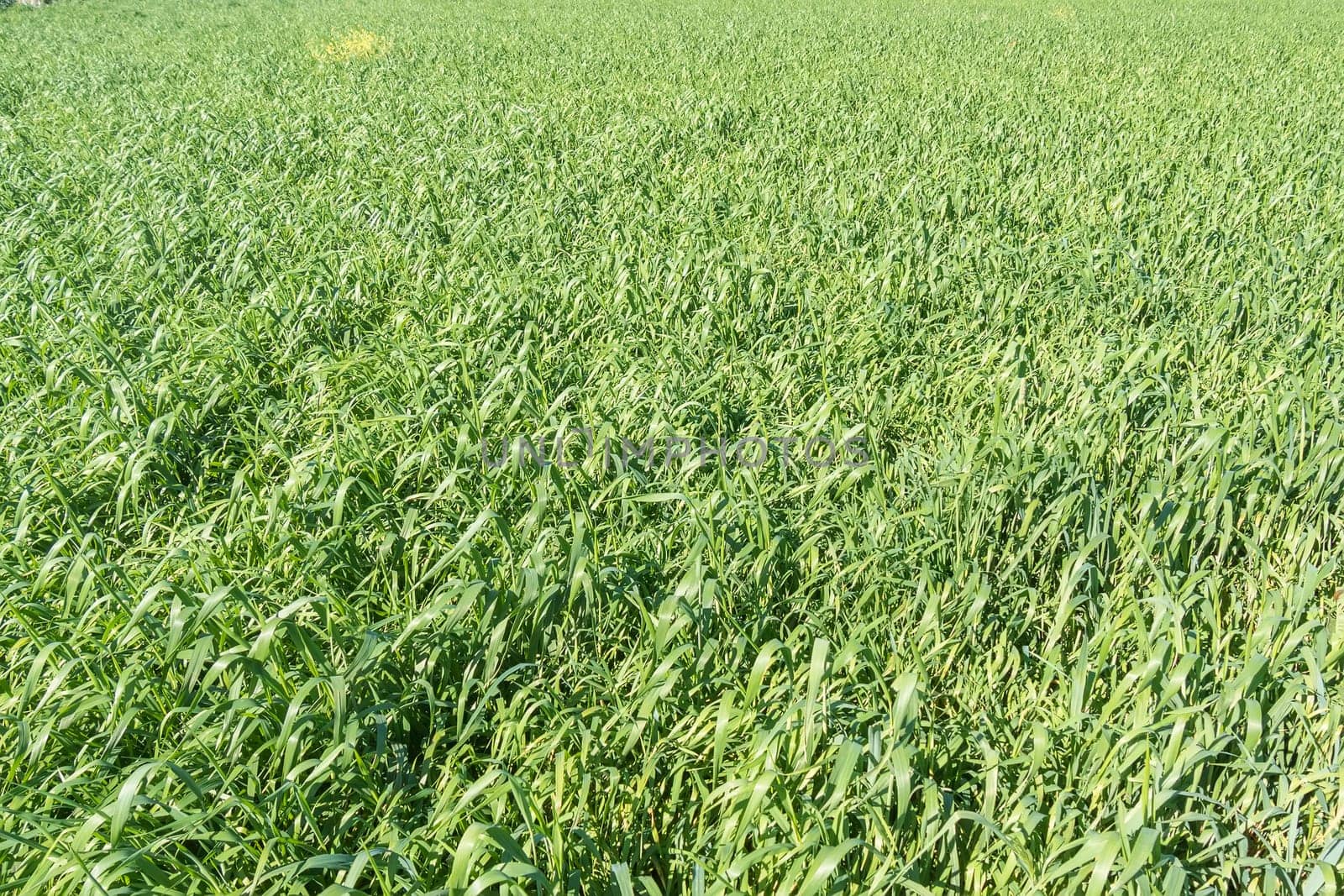 Harvesting unripe oats