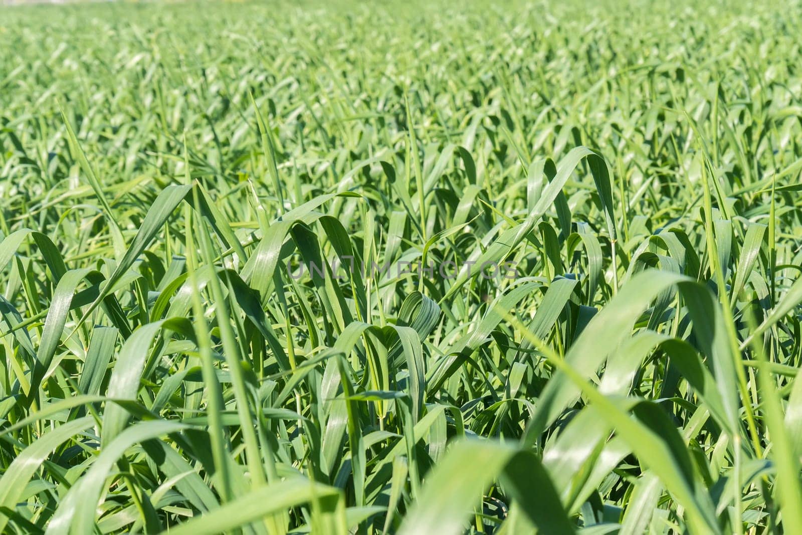 Harvesting unripe oats
