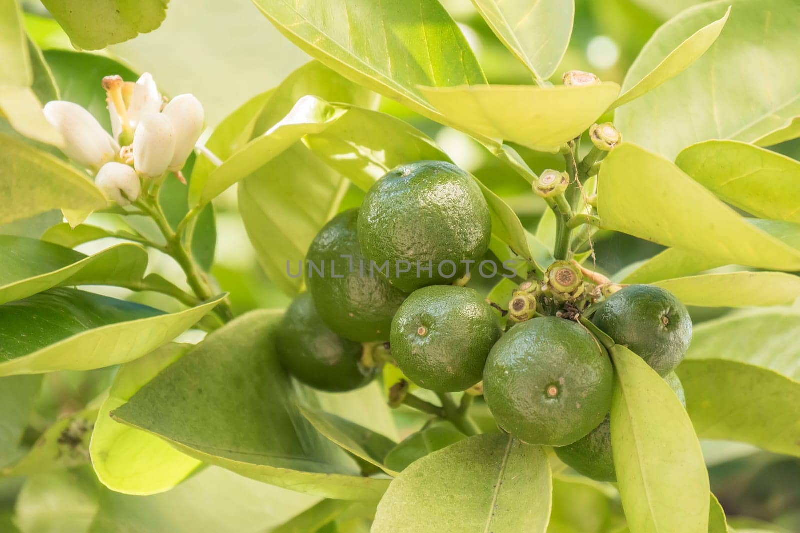 Unripe orange growing in the tree