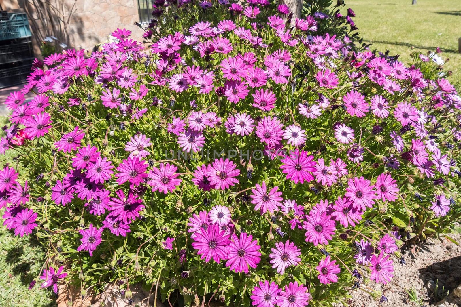 Dimorphotheca ecklonis pink flowers