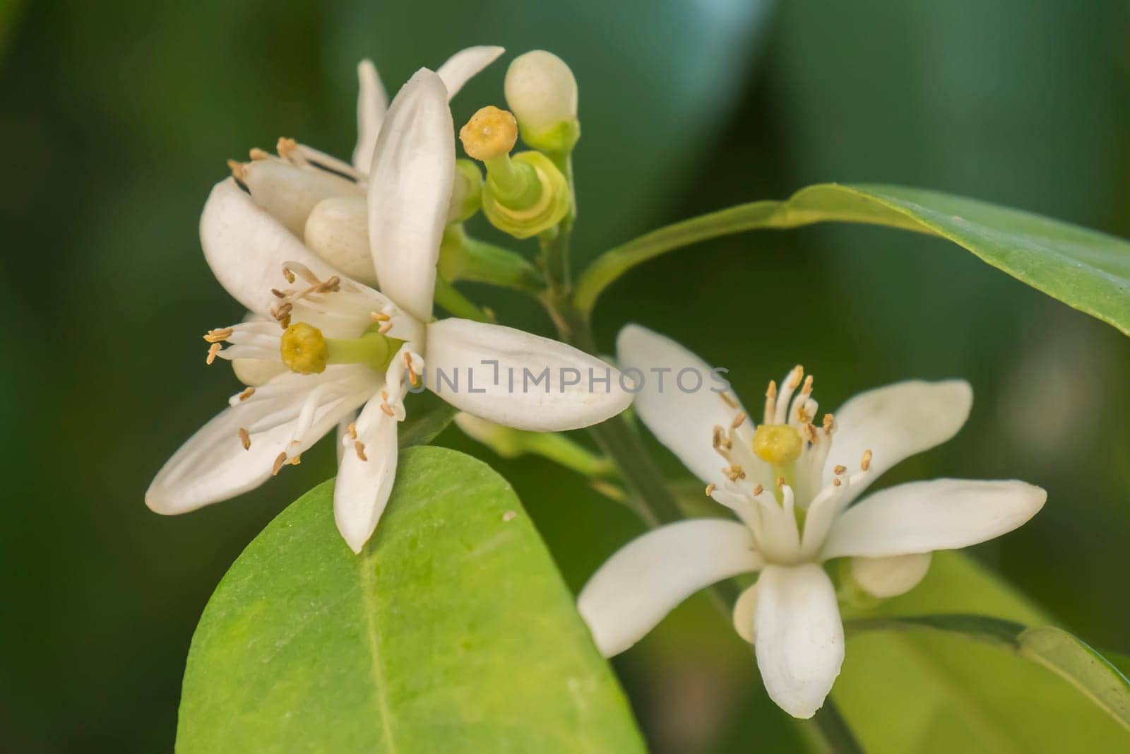 Orange blossom in spring, azahar flower
