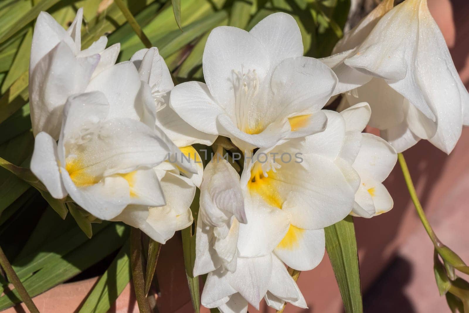White freesia flower
