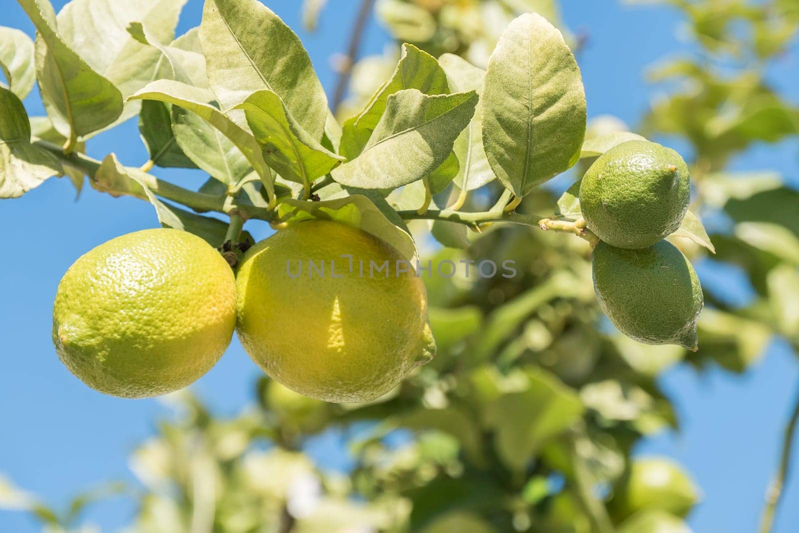 Unripe lemons on the tree