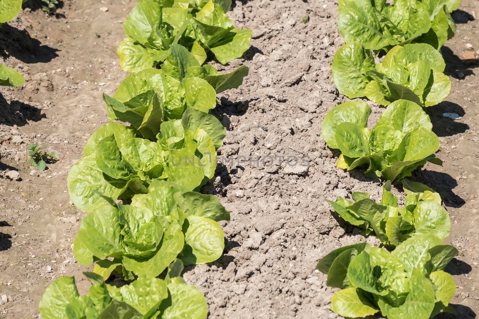 Lettuce in the orchard