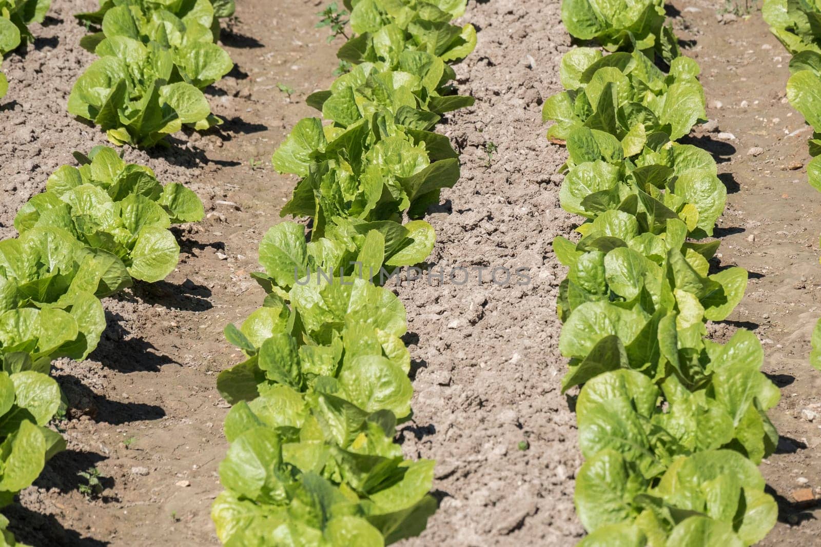 Lettuce in the orchard