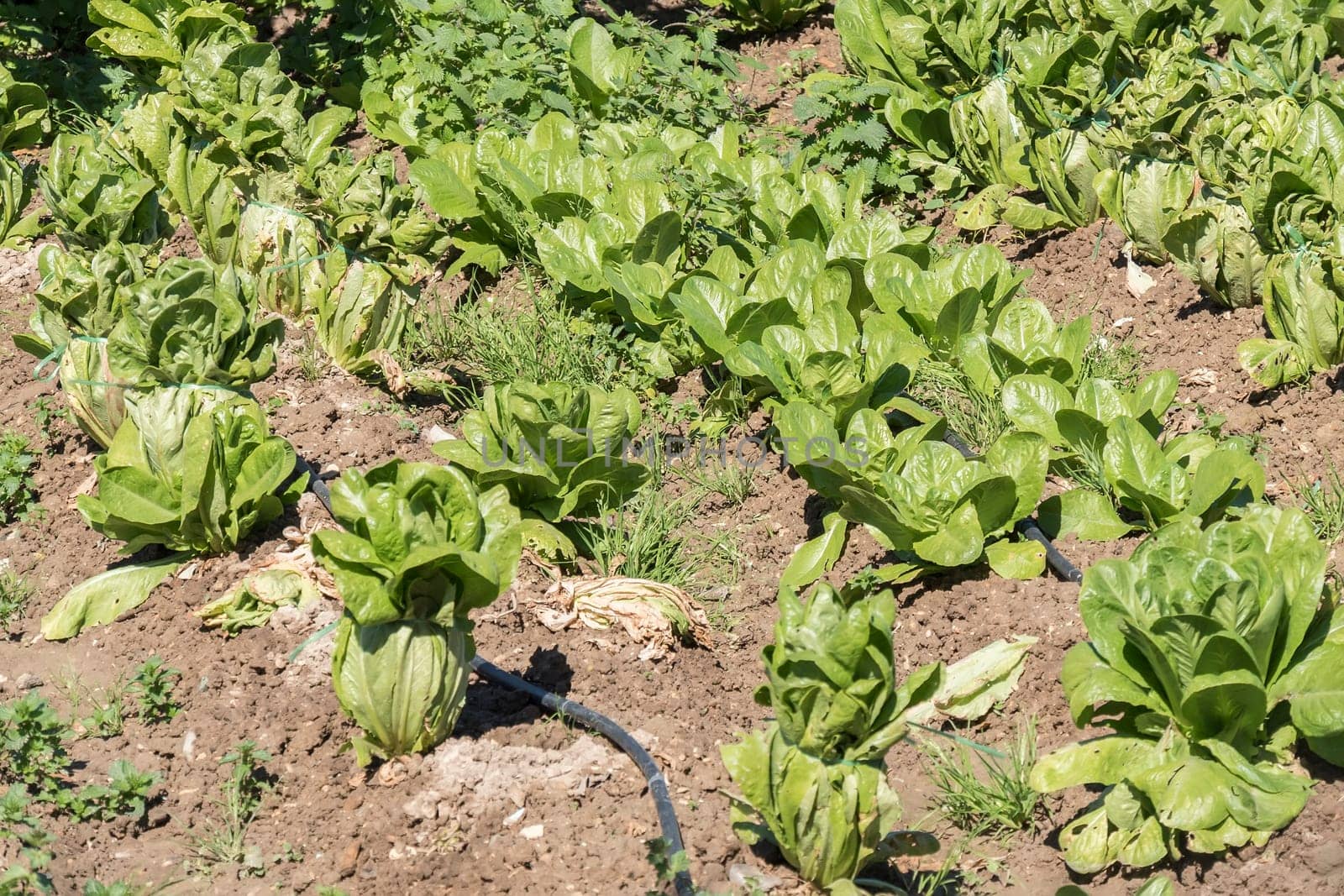 Lettuce in the orchard