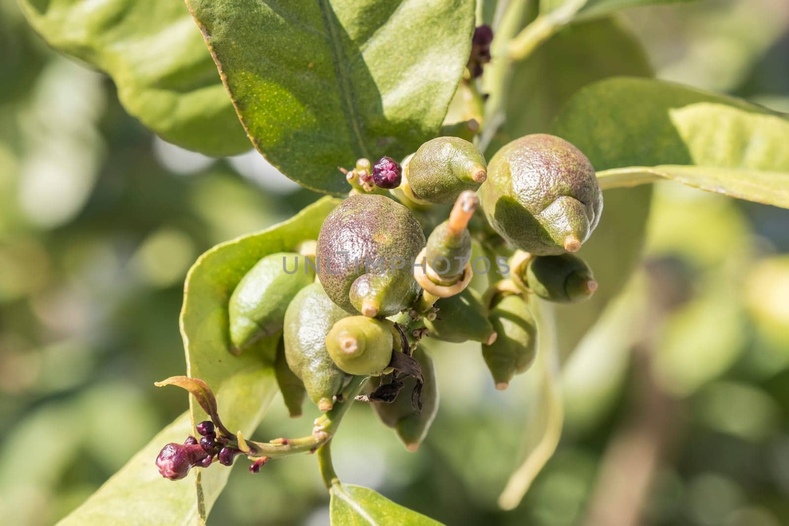 Lemons growing on the tree in spring