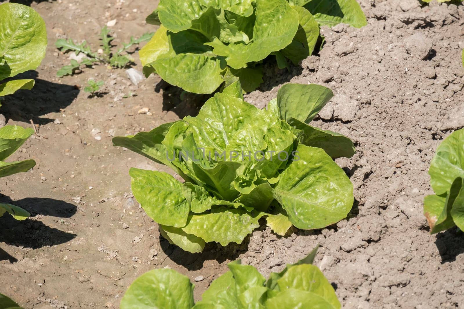 Lettuce in the orchard