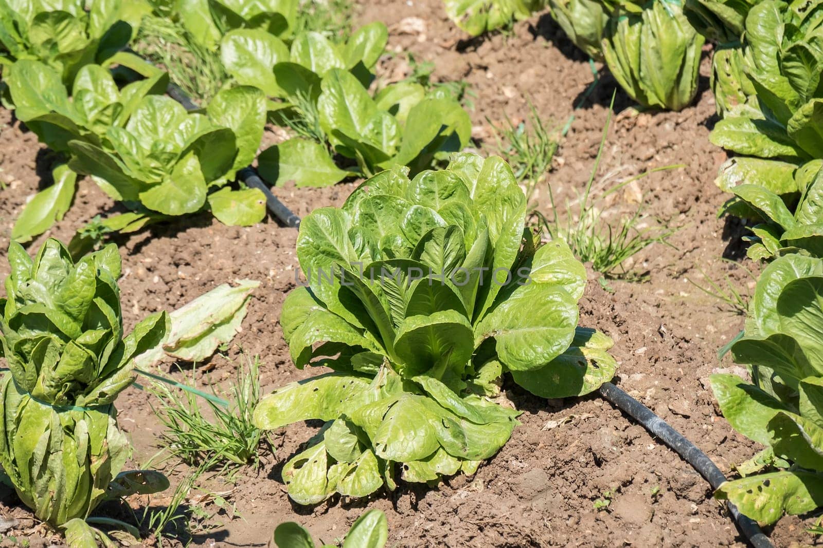 Lettuce in the orchard