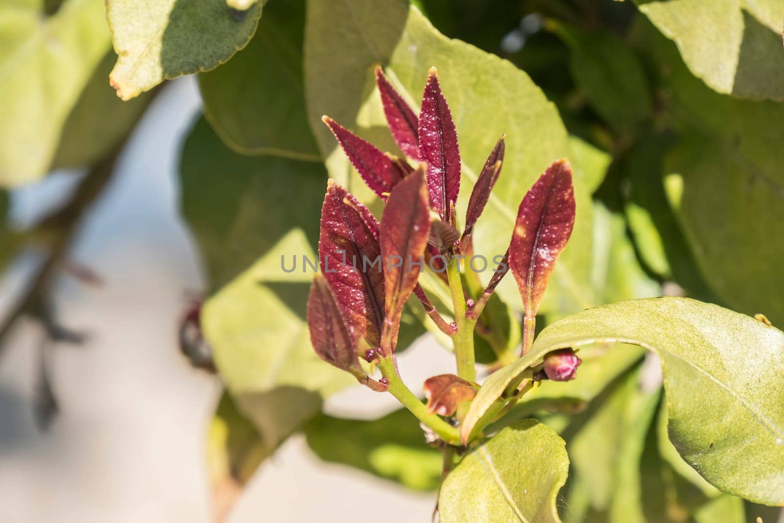 Outbreaks of lemon leaves