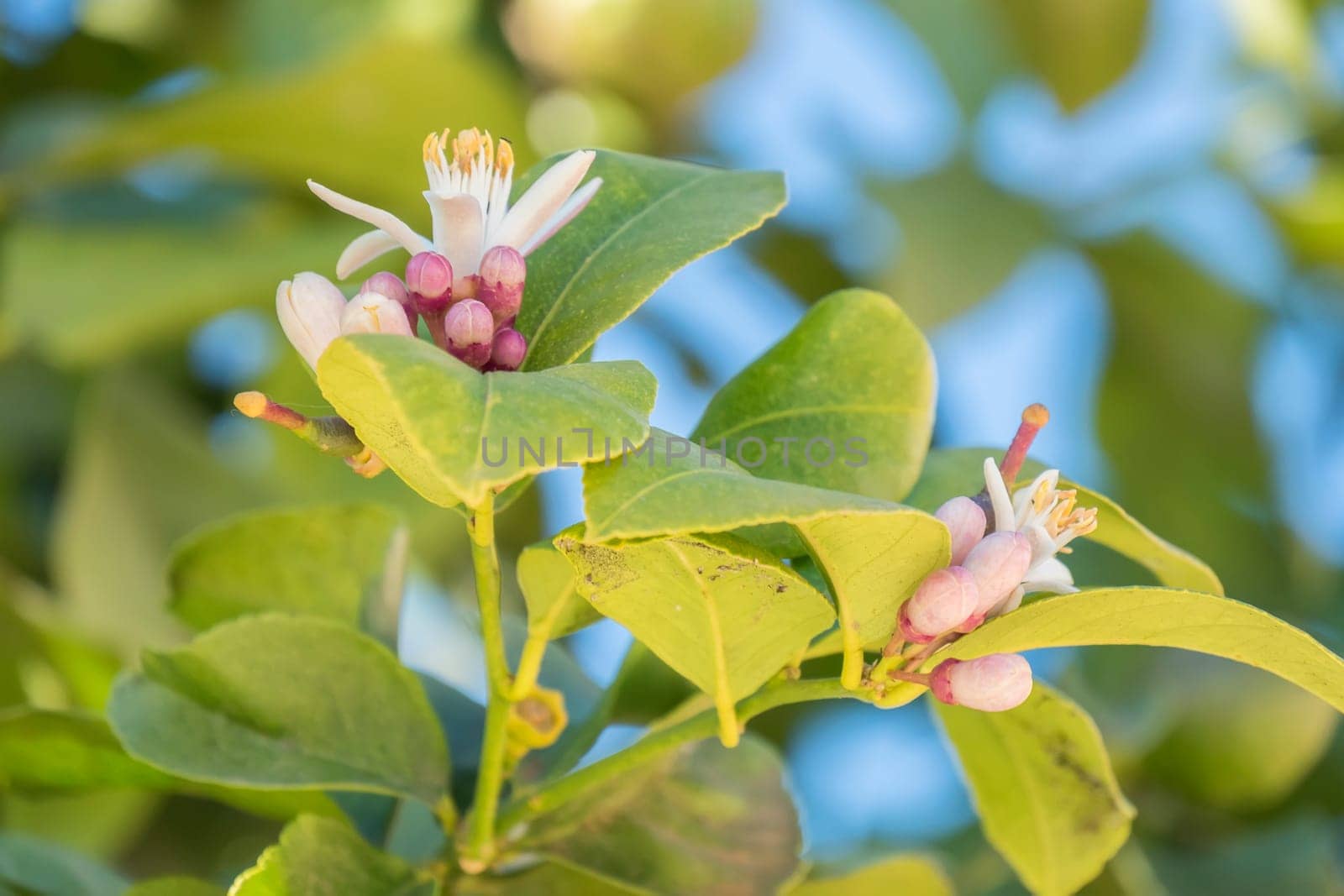 Lemon blossom in spring