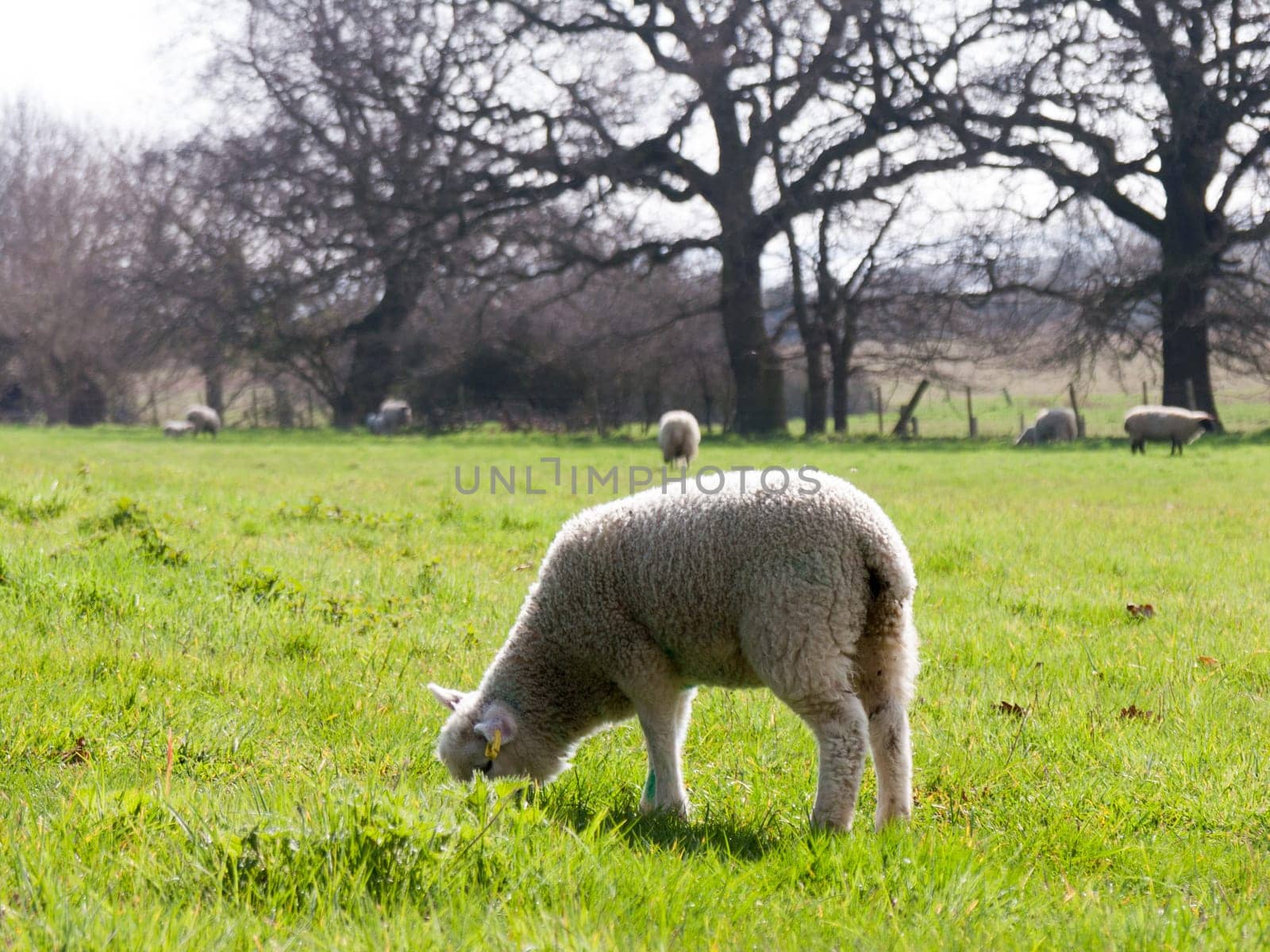 Wild sheep in a field