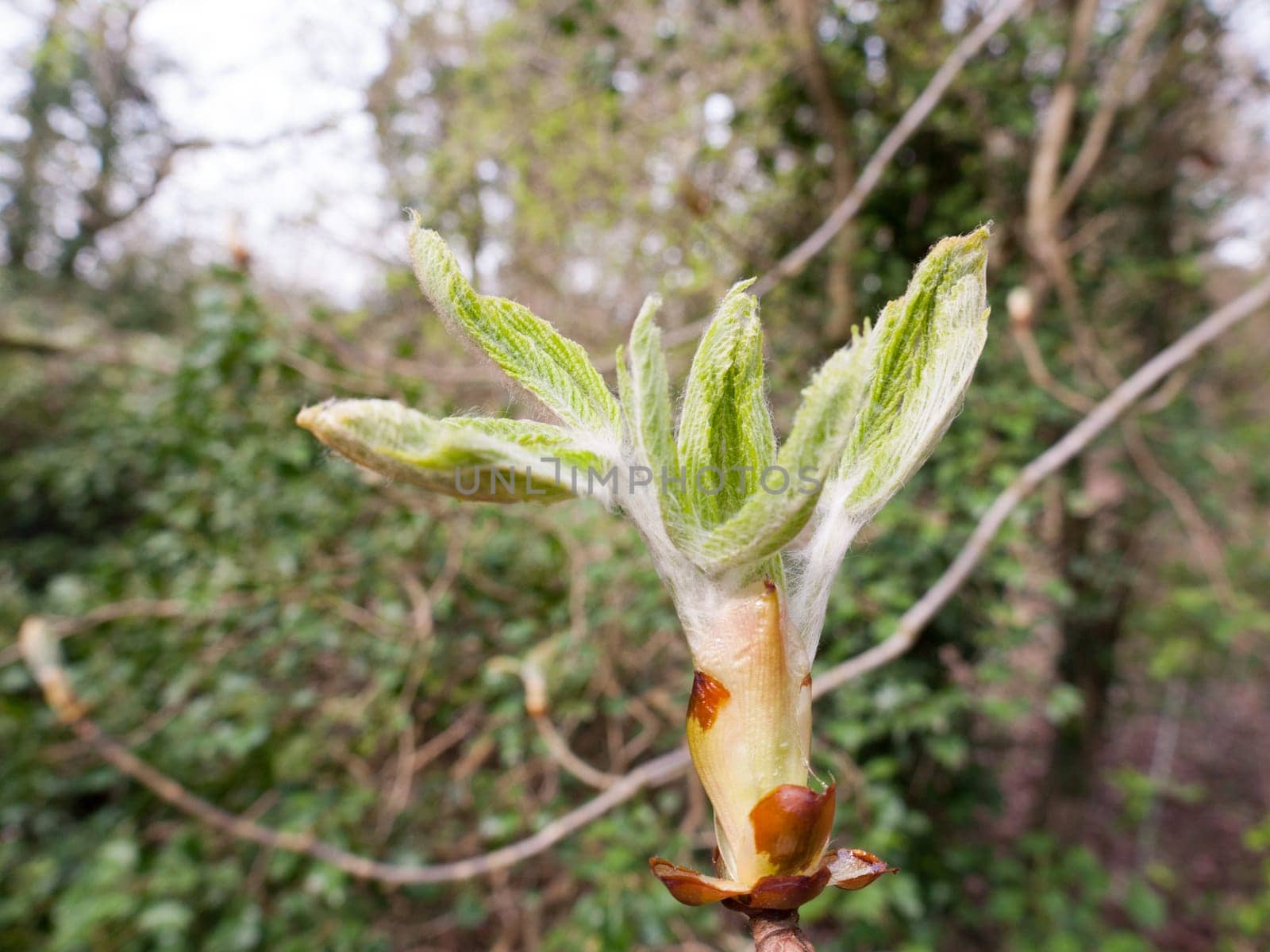 Green budding plant heads