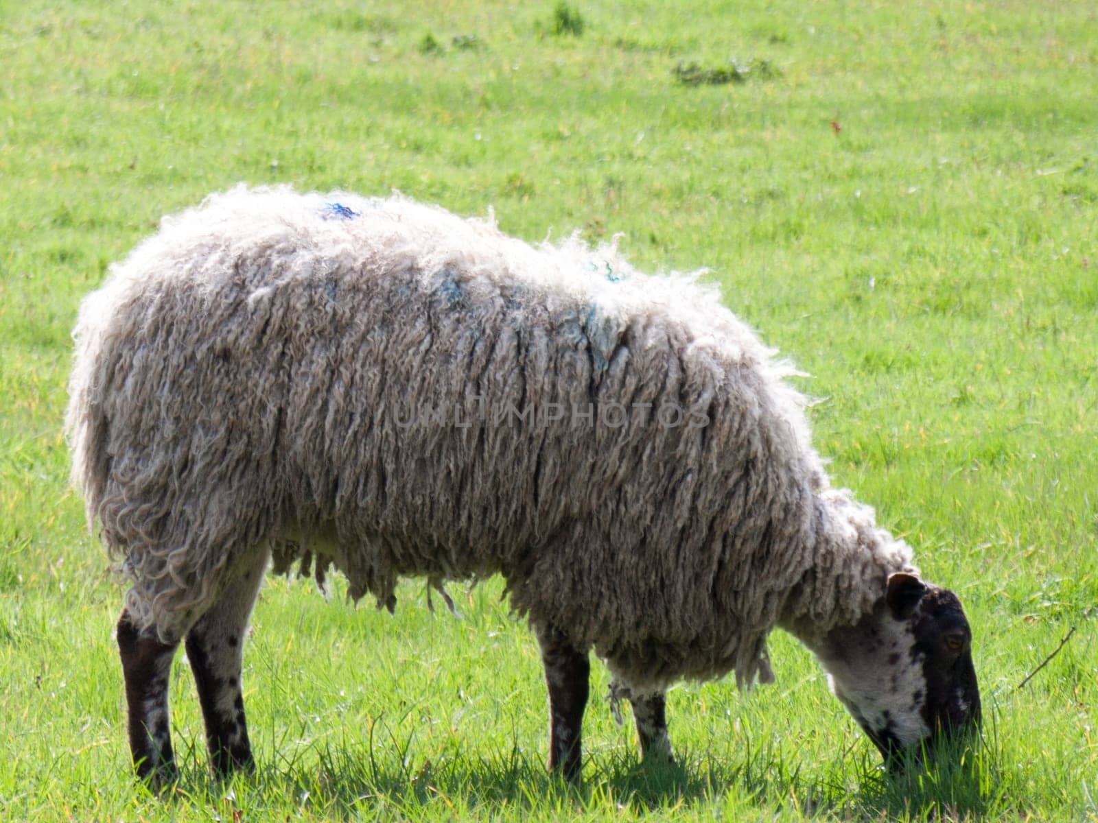 Wild sheep in a field