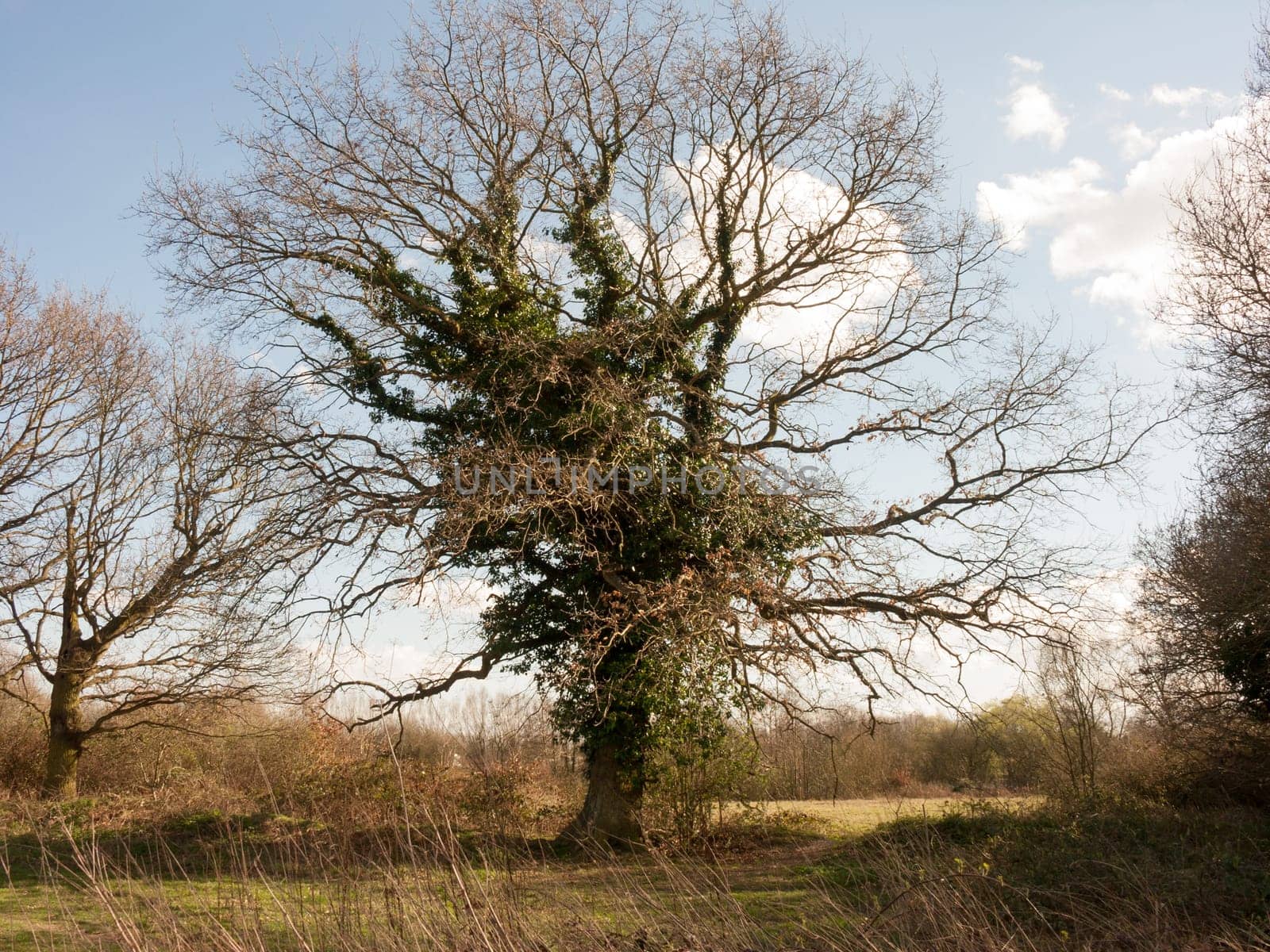 Woodland trees bare, on a lovely spring day
