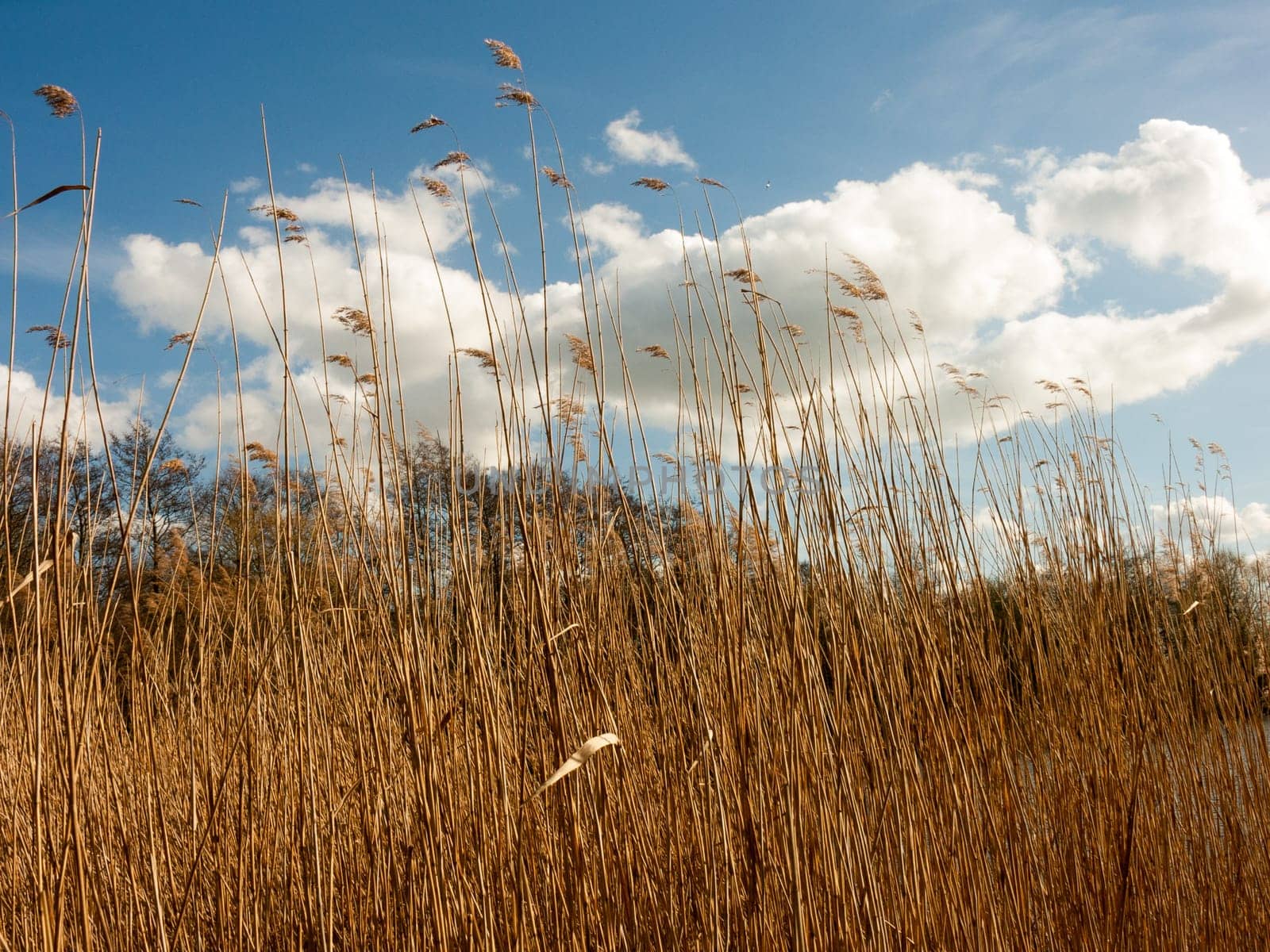 Reeds with lovely clouds in the sky, on a river