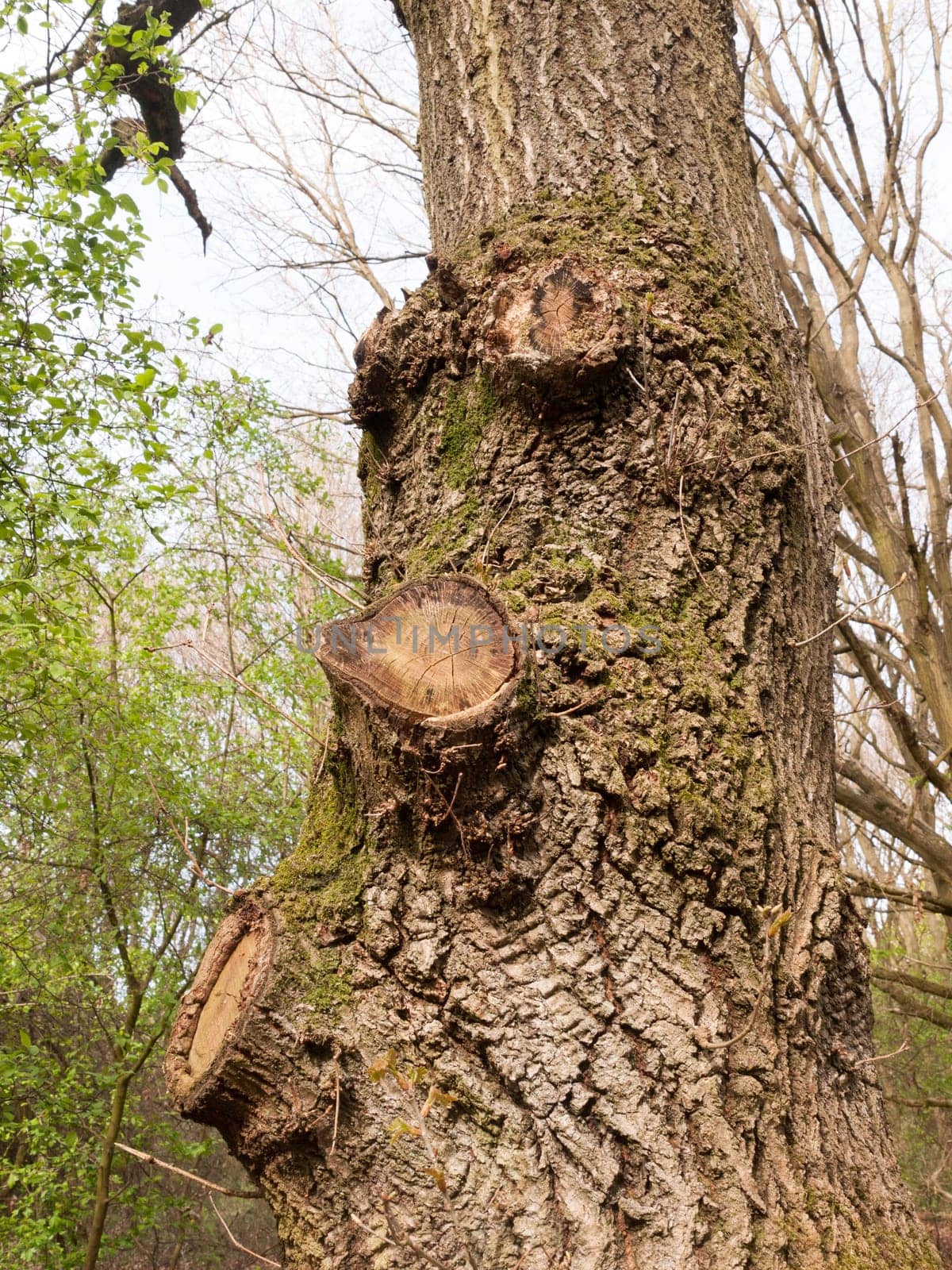 Three Knobs on Tree Bark Macro of High Detail and Nice Clarity Isolated and Forest in the Background