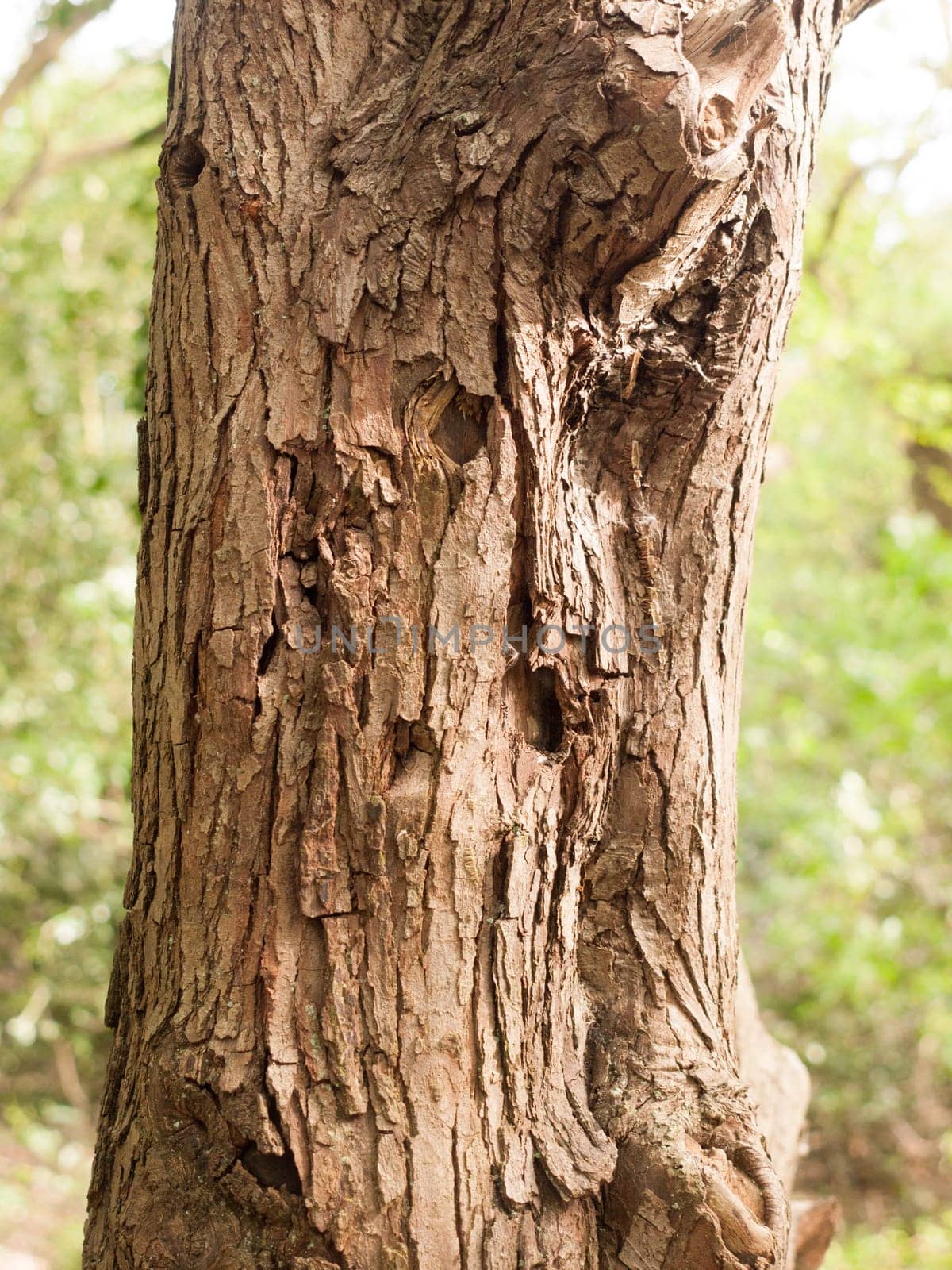 The Detail of Tree Bar Up Close and Personal with Character brown and Cut and Jagged and High Detail with Blur Background Bokeh and Nice Bright Light In Spring