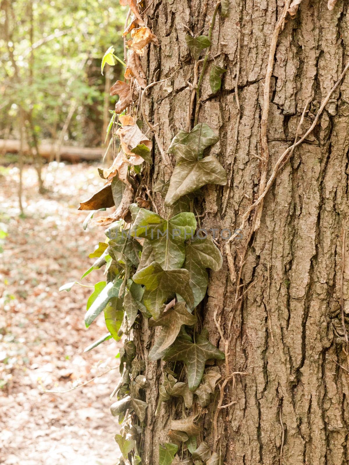 A Bunch of Dangling Half Dead Dark Green Leaves on the Side of  tree with the Texture of Bark in the Foreground and a Blured Background Bokeh High Detail and Sun light in Spring and Summer in Forest