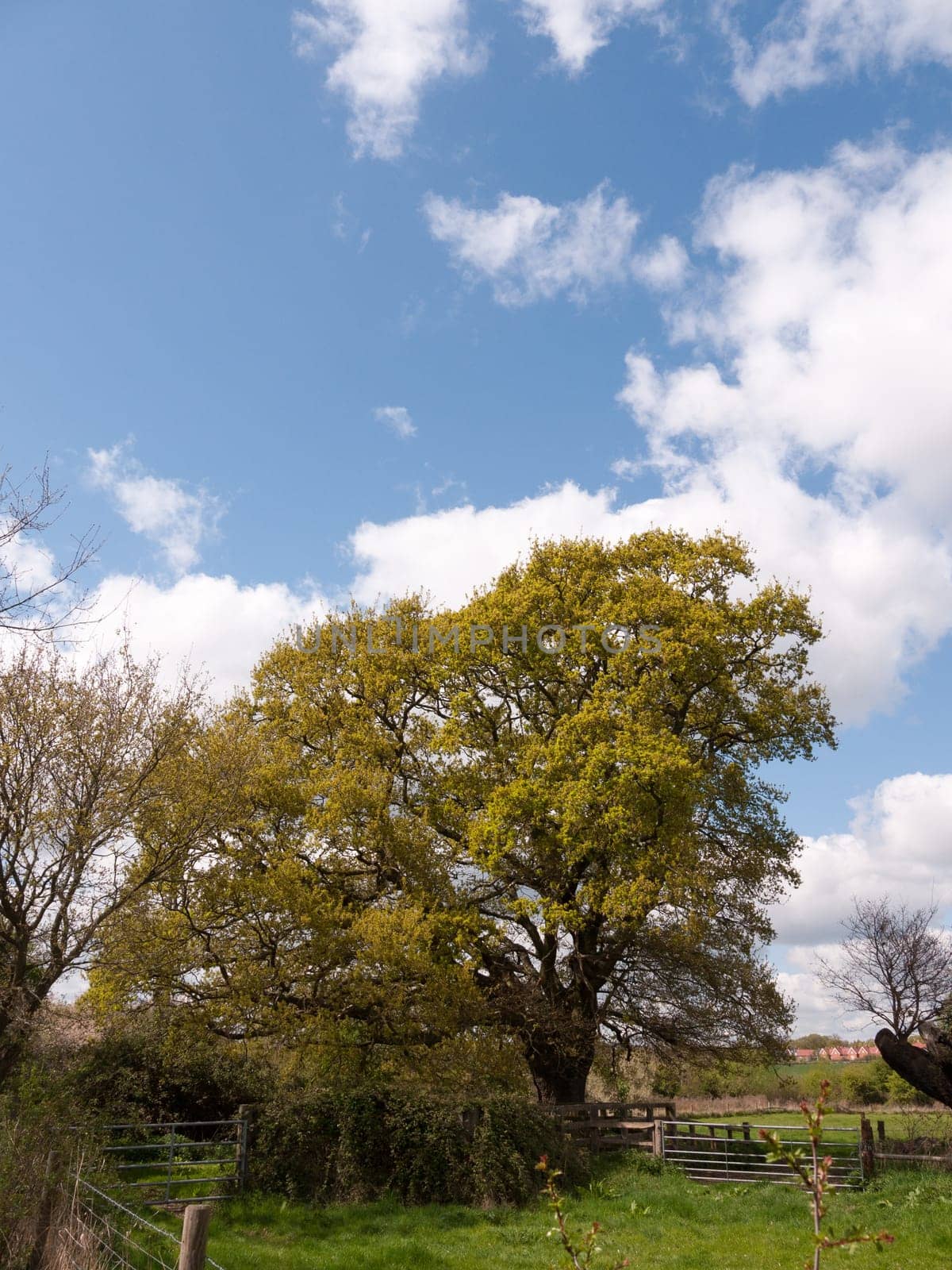 A Fantastic Lush Tree in the Middle of the Countryside, with a Lovely Clear Sky and Partial White Clouds Overhead and Stretched, bits of wooden fence and gates in the shot too, big tree with lots of leaves and branches on its own