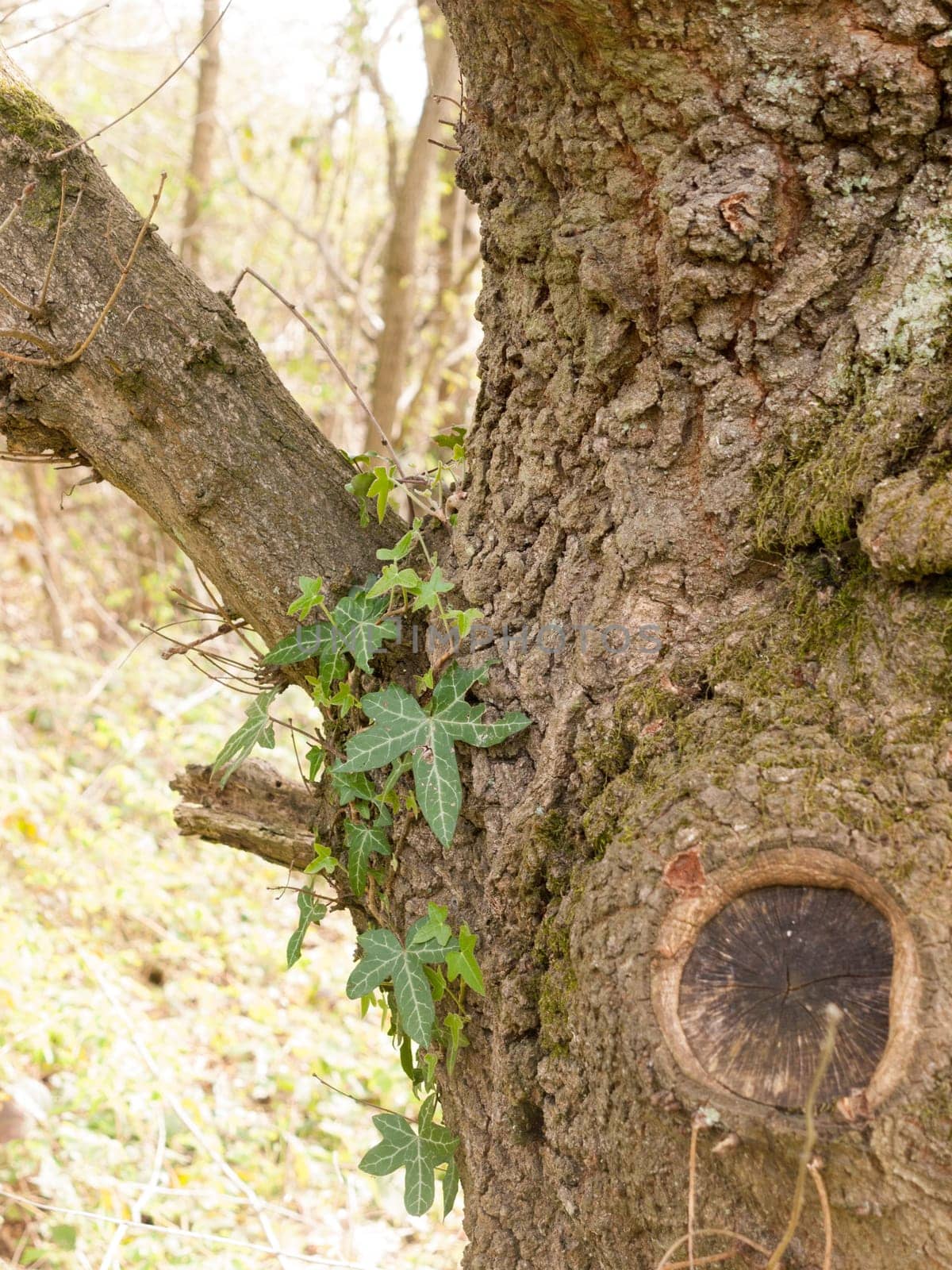 Macro Shot of Tree Bark in the Spring and Summer Light with Leaves Hanging and Texture and Detail