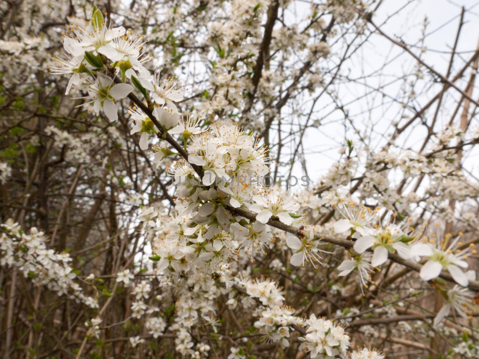 Spring white tree in bloom