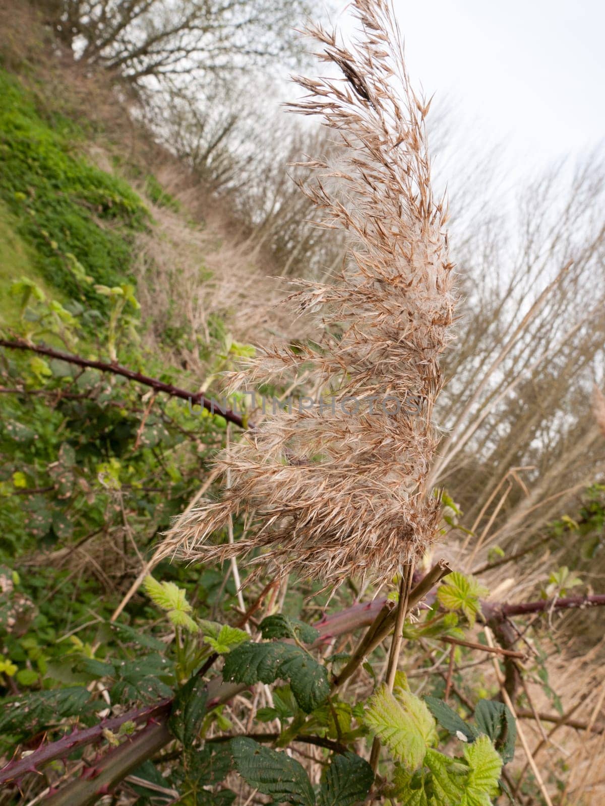 Reed in wind taken at an odd angle