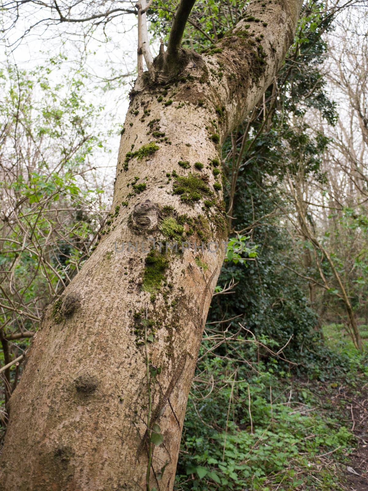 Bark and leaves in the middle of a wood