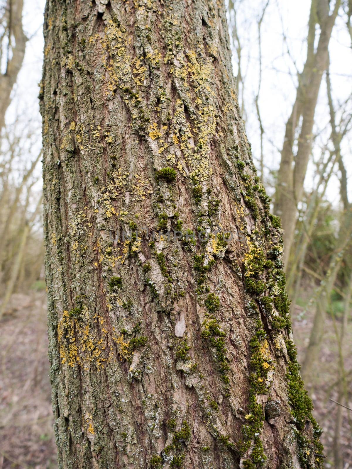 Tree lichen on the bark up close