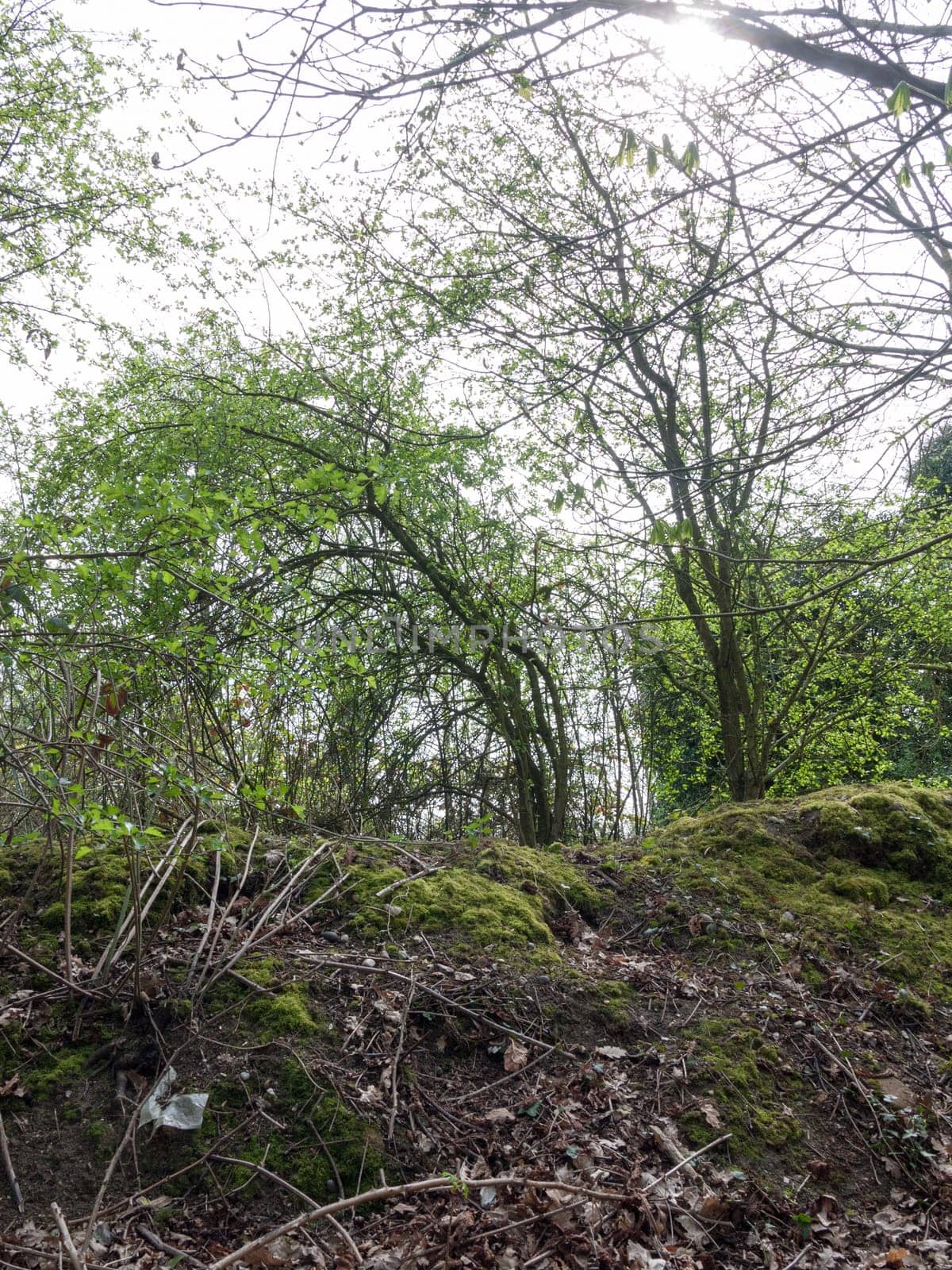 Lush green trees above a small hill in a forest