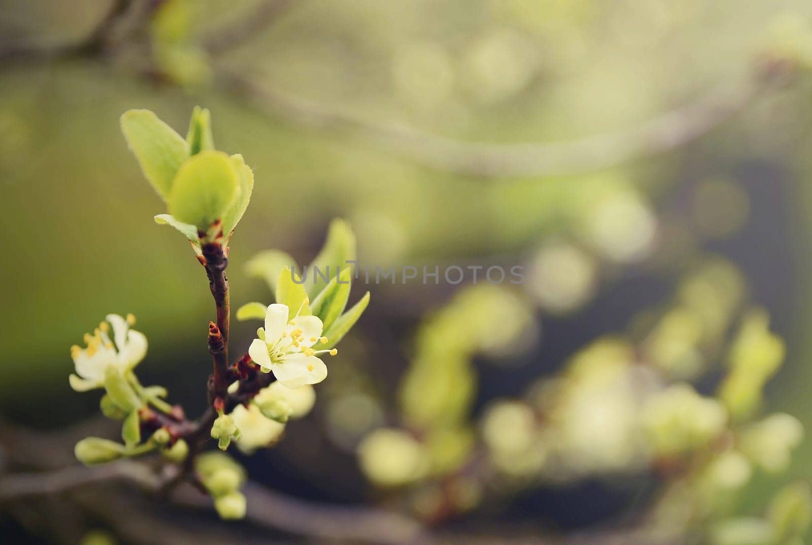 Closeup of the cherry blossom on a branch. Use green retro filter style.
